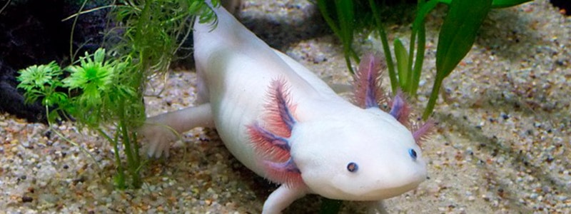 Axolotl Blanco y Negro Chakaltoys Miguel Basurto